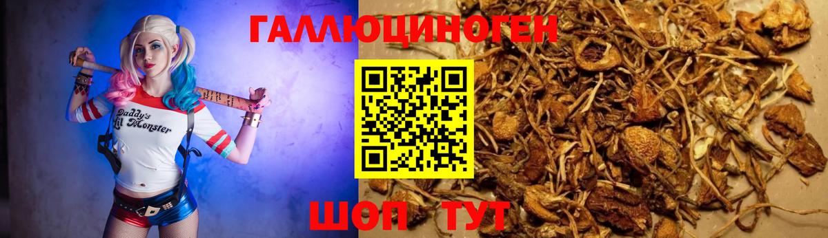 Галлюциногенные грибы Cubensis Будённовск